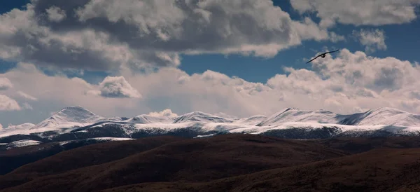 Águia Está Voando Montanha Neve — Fotografia de Stock