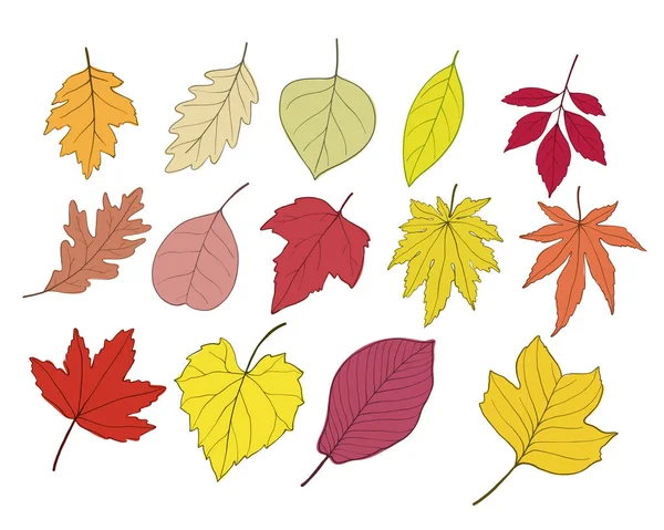 Ilustración Vectorial Colección Hojas Otoño — Archivo Imágenes Vectoriales