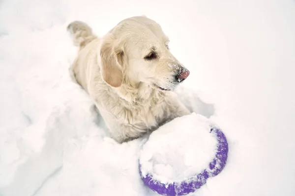 Лабрадор ретривер dogin зимой на открытом воздухе — стоковое фото