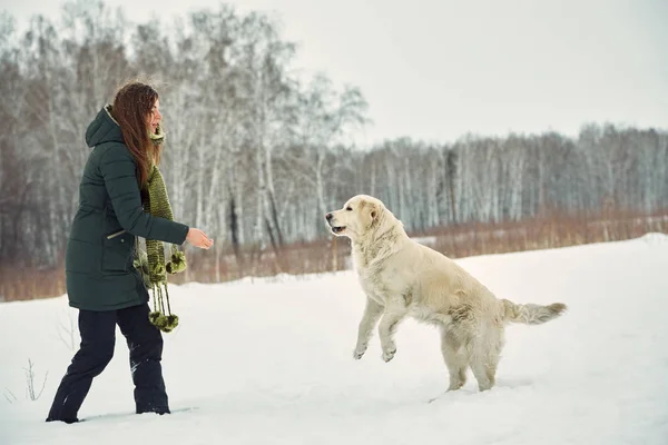 Pies Labrador retriever z właścicielem — Zdjęcie stockowe