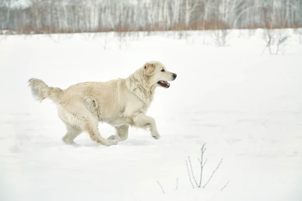 Labrador retriever dogin de winter buiten — Stockfoto
