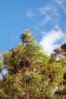 yeşil kozalaklı çam dalları