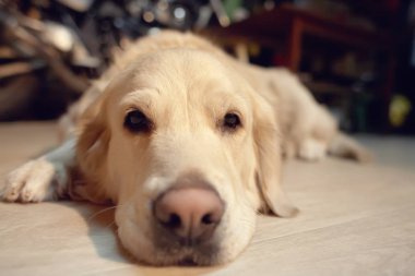 Labrador av köpeği yerde yatıyor.