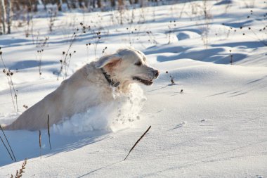 Kış havada karda oynayan labrador retriever köpek.