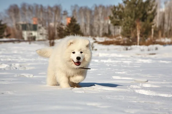 Puppy dog in snow in the winter outdoors — Stock Photo, Image