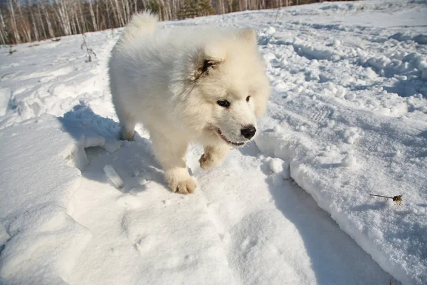 屋外の冬の雪の中で子犬 — ストック写真