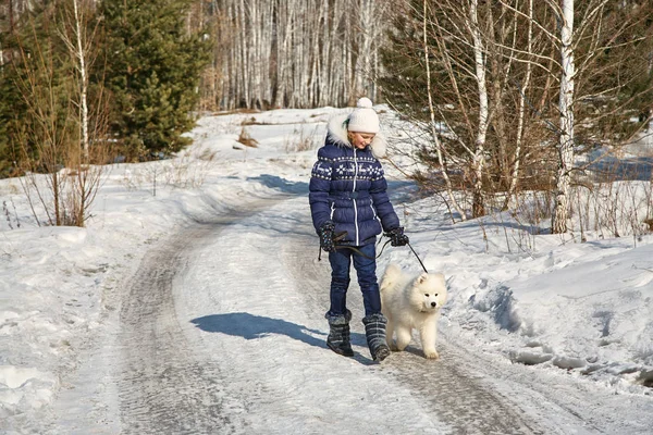 Hondenras Samoyed Husky met meisje buitenshuis. puppy hondje voor een wandeling met zijn eigenaar. — Stockfoto