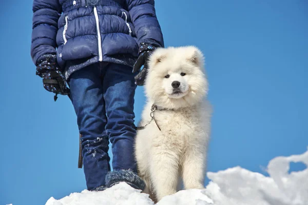 Hondenras Samoyed Husky met meisje buitenshuis. puppy hondje voor een wandeling met zijn eigenaar. — Stockfoto