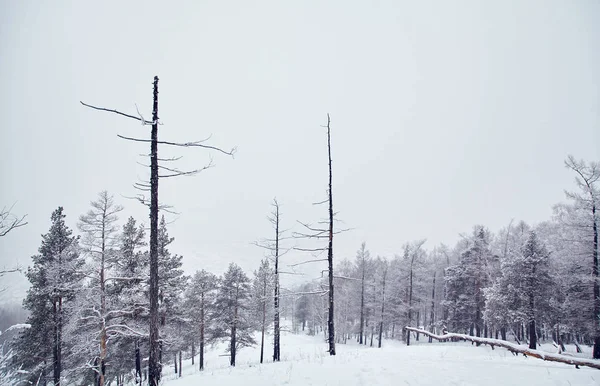 Scenico paesaggio invernale sfondo. vista alberi con neve. minimalismo concetto di tranquillità . — Foto Stock