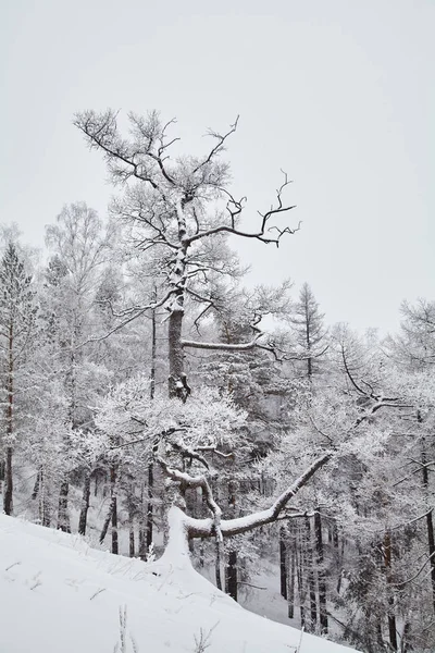 Vacker vinter landskap bakgrund. Visa träd med snö. minimalism lugn begrepp. — Stockfoto
