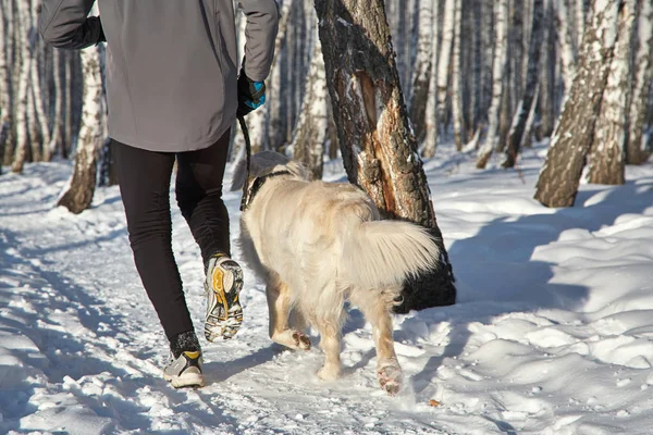 ラブラドールレトリバー犬は冬に屋外でジョギングスポーツを行う所有者と散歩のために. — ストック写真