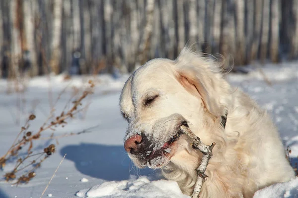 Pies Labrador retriever, grając w śniegu w zimie na zewnątrz. — Zdjęcie stockowe