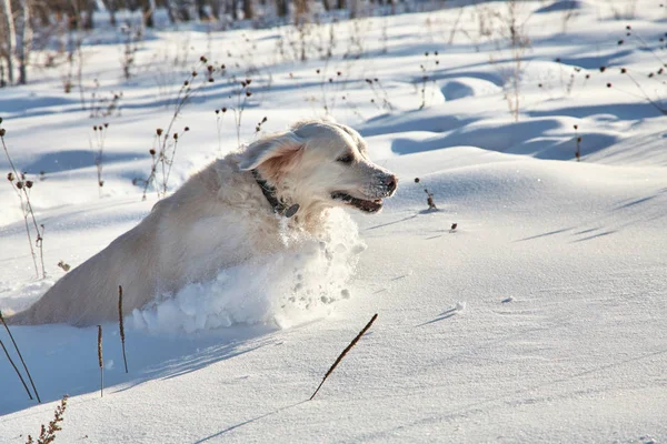 Labrador Retriever Hund spielt im Winter draußen im Schnee. — Stockfoto