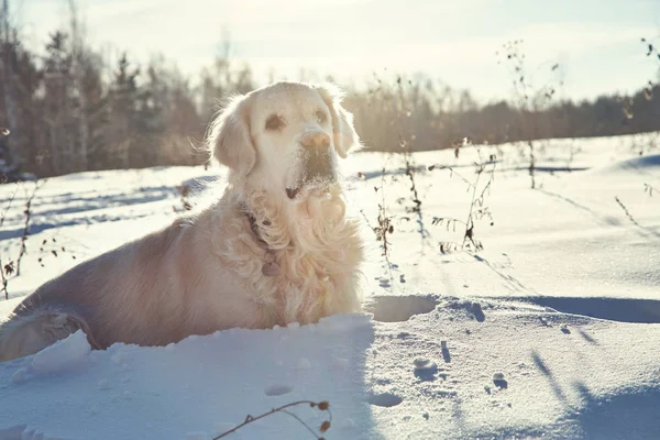 Labradorský retrívr pes hraje ve sněhu v zimě venku. — Stock fotografie