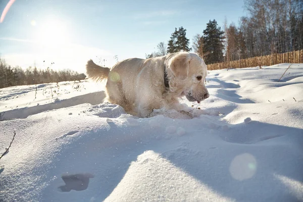 Labrador retriever dog playing in snow in the winter outdoors. — Stock Photo, Image