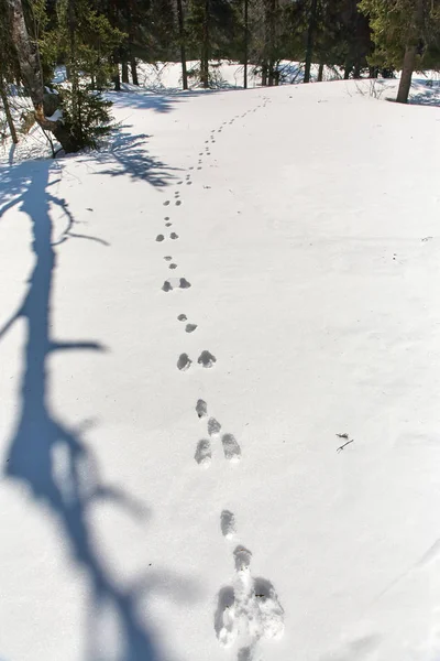 Hare traces in the snow in the winter forest. — Stock Image Hare traces in the snow in the winter forest. Royalty Free Stock Images