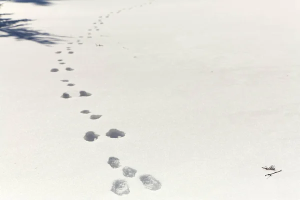 Hare traces in the snow in the winter forest. — Stock Image Hare traces in the snow in the winter forest. Stock Photo