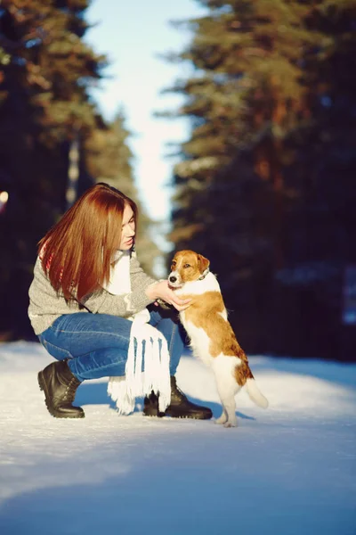 Jack Russell Terrier dog with owner woman in the winter outdoors. — Stock Photo, Image