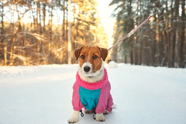 Jack Russell Terrier pies w zimie na świeżym powietrzu. — Zdjęcie stockowe