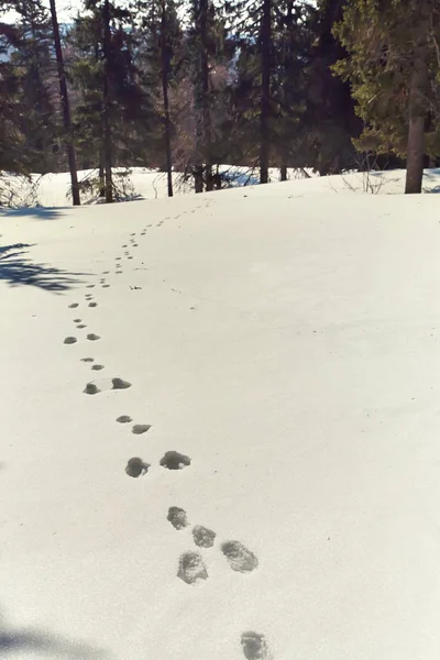 Vestígios de lebre na neve na floresta de inverno . — Fotografia de Stock