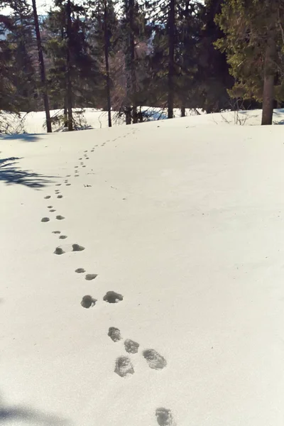 Hare traces in the snow in the winter forest. — Stock Image Hare traces in the snow in the winter forest. Stock Image