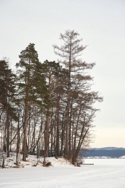 Manzaralı kış manzarası. Ağaçlar ve kar.