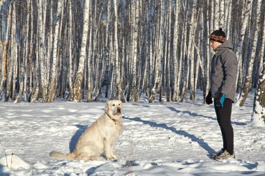 Labrador Retriever köpeği kış aylarında sahibinin yanında yürüyüşe ve eğitime gidiyor..