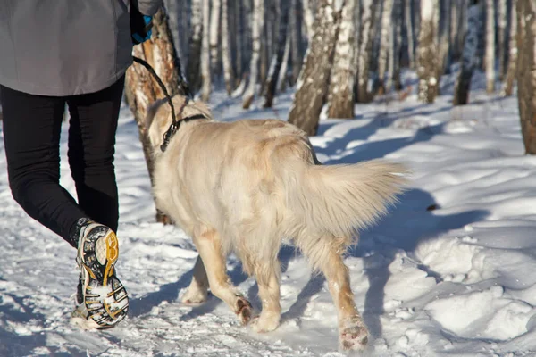 ラブラドールレトリバー犬は冬に屋外でジョギングスポーツを行う所有者と散歩のために. — ストック写真