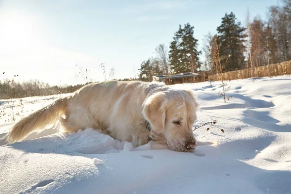 Labrador retriever dog playing in snow in the winter outdoors. — Stock Photo, Image