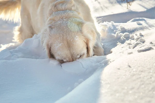 冬の屋外で雪の中で遊んでラブラドル ・ レトリーバー犬犬. — ストック写真