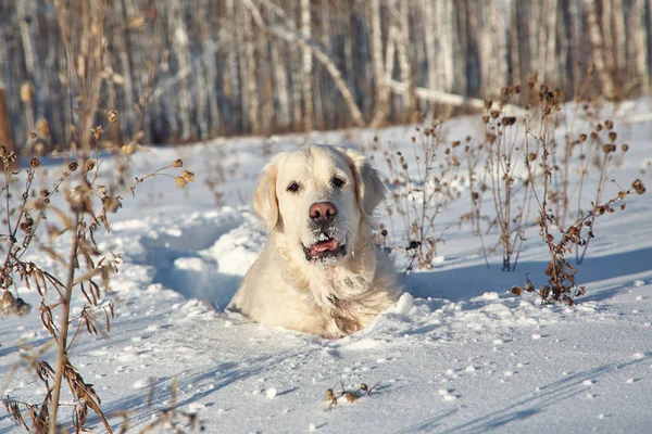 Labrador retriever dog playing in snow in the winter outdoors. — Stock Photo, Image