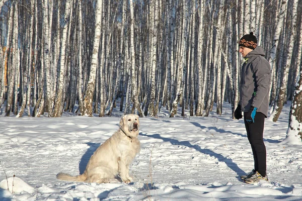 Labrador retriever hond voor een wandeling en training met de eigenaar man in de winter buiten. — Stockfoto