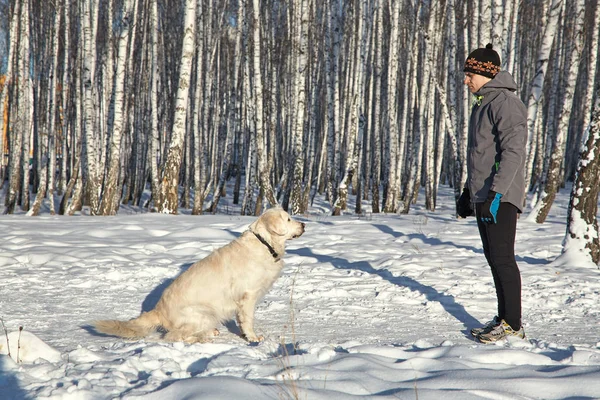 Labrador retriever hond voor een wandeling en training met de eigenaar man in de winter buiten. — Stockfoto