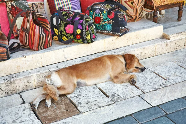 Pies leżący na ulicy pilnujący torby w pobliżu sklepu. — Zdjęcie stockowe