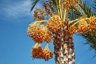 Hurma tomurcukları; yumuşak, sarı renklidir..