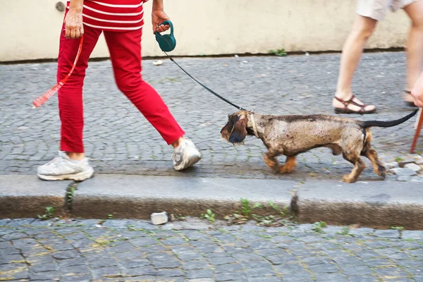 Un dueño paseando a un perro con una correa en una ciudad . — Foto de Stock