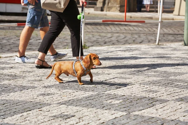 Un dueño paseando a un perro con una correa en una ciudad . — Foto de Stock