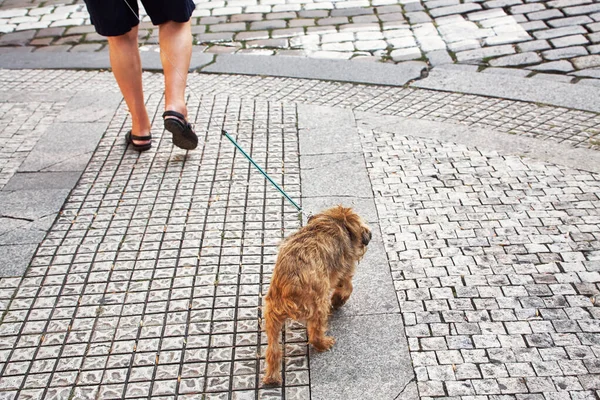 Un dueño paseando a un perro con una correa en una ciudad . — Foto de Stock