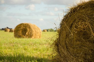                Sahada saman yığını       