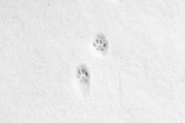 Patas Gato Traçam Neve — Fotografia de Stock