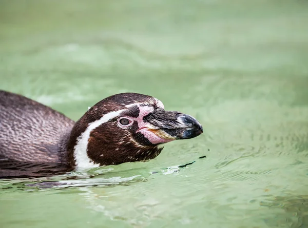 Primer plano Pingüino Humboldt — Foto de Stock