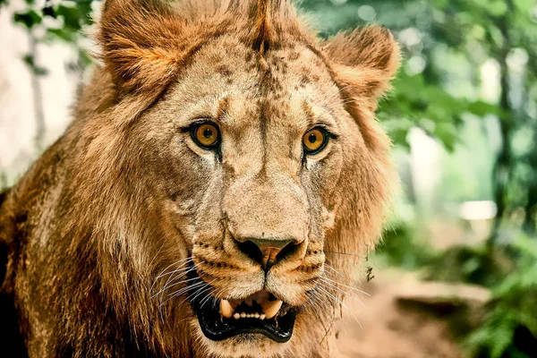 Leão africano oriental — Fotografia de Stock