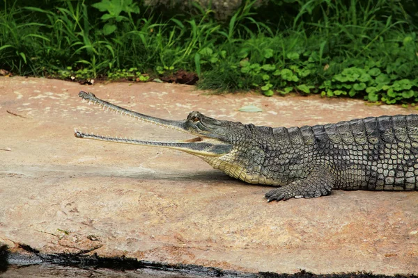 Portrét indické gavial — Stock fotografie