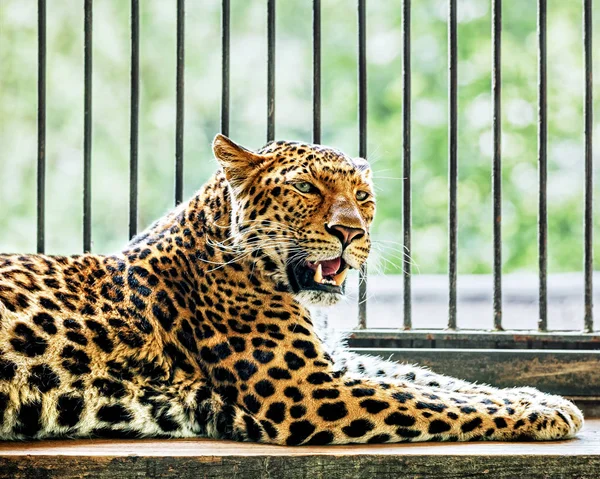 Отдыхающий леопард — стоковое фото