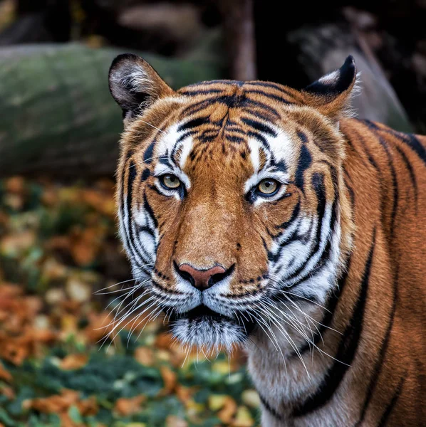 Tigre-de-sumatra — Fotografia de Stock