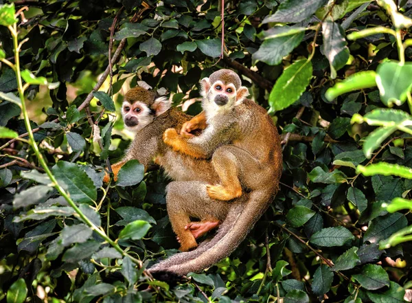 Common squirrel monkey (Saimiri sciureus) — Stock Photo, Image