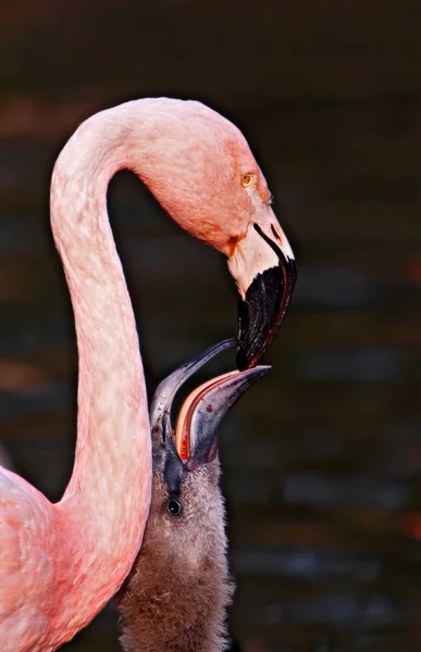 Feeding — Stock Photo, Image