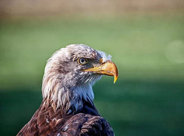 Aquila calva — Foto Stock