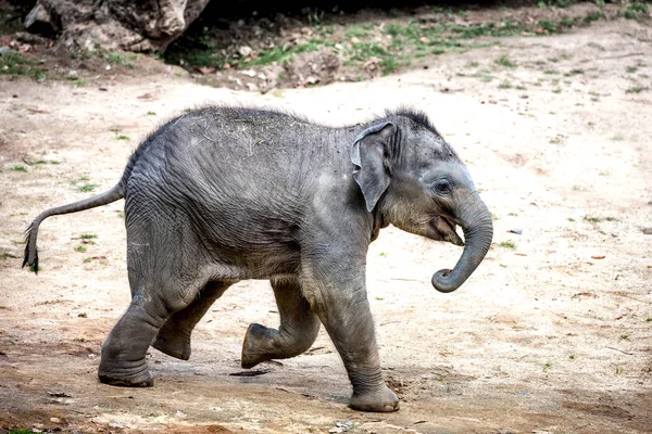 Ternero elefante corriendo — Foto de Stock