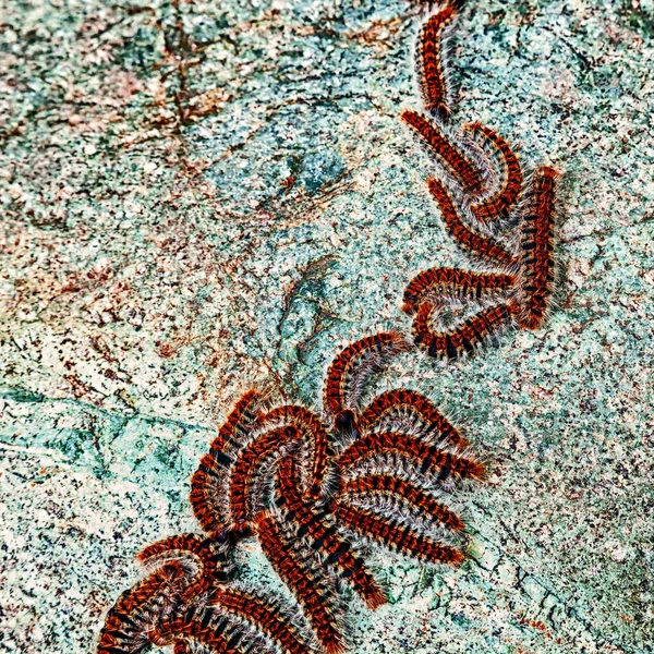 Um conjunto de lagartas vermelhas peludas — Fotografia de Stock